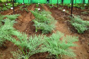 LEAD-Fig.1-Hing-plants-at-CSIR-IHBT-scaled