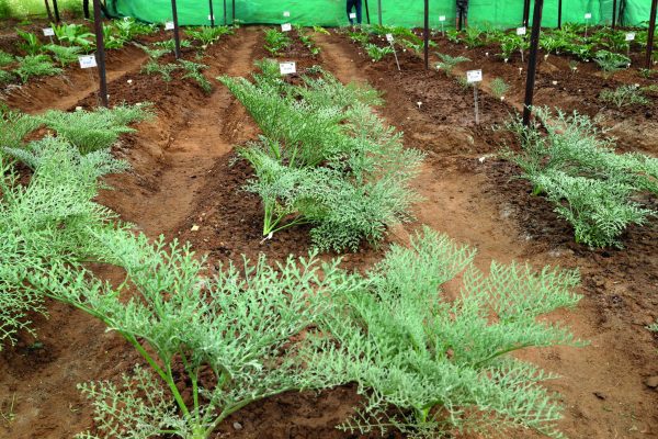 LEAD-Fig.1-Hing-plants-at-CSIR-IHBT-scaled